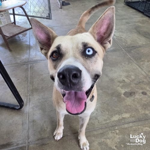 Photo of Amari, adoptable Husky in Washington, District of Columbia