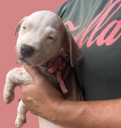Photo of Kittle, adoptable Unknown breed (short coat) in Jackson, Mississippi