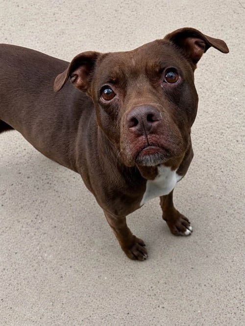 Photo of Daisy, adoptable Pit Bull Terrier in Martinsburg, West Virginia
