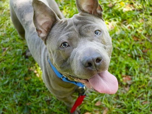 Photo of Aries, adoptable American Staffordshire Terrier in Tallahassee, Florida
