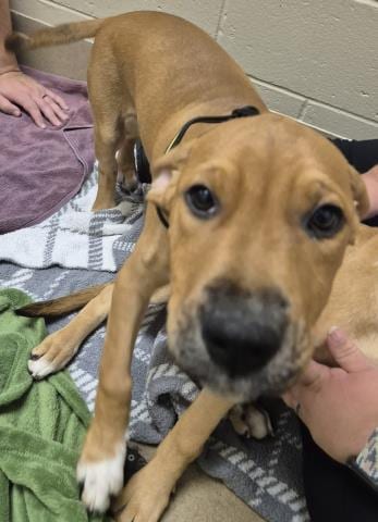 Photo of Winnie The Pooh, adoptable Pit Bull Terrier in Decatur, Illinois