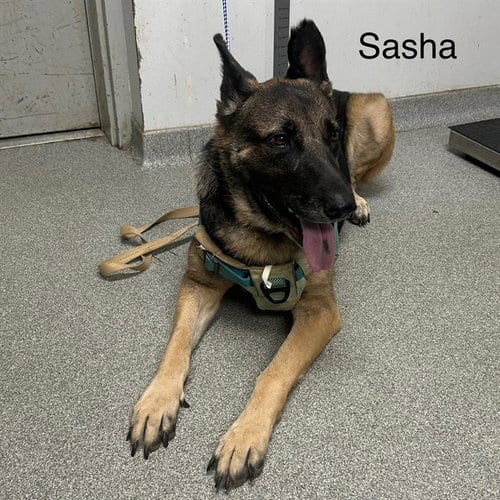 Photo of Sasha, adoptable German Shepherd Dog in Palmetto, Florida