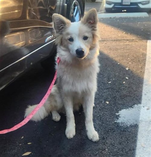 Photo of Styles, adoptable Cardigan Welsh Corgi in Long Beach, California