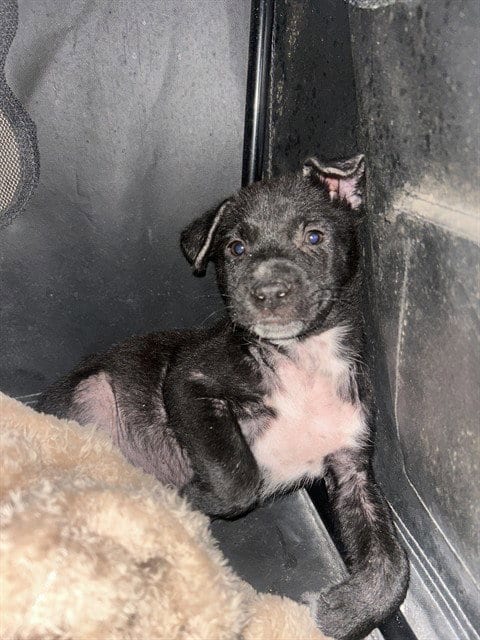 Photo of A433444, adoptable Labrador Retriever in Conroe, Texas