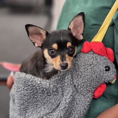 Photo of Pollo, adoptable Chihuahua in San Bernardino, California