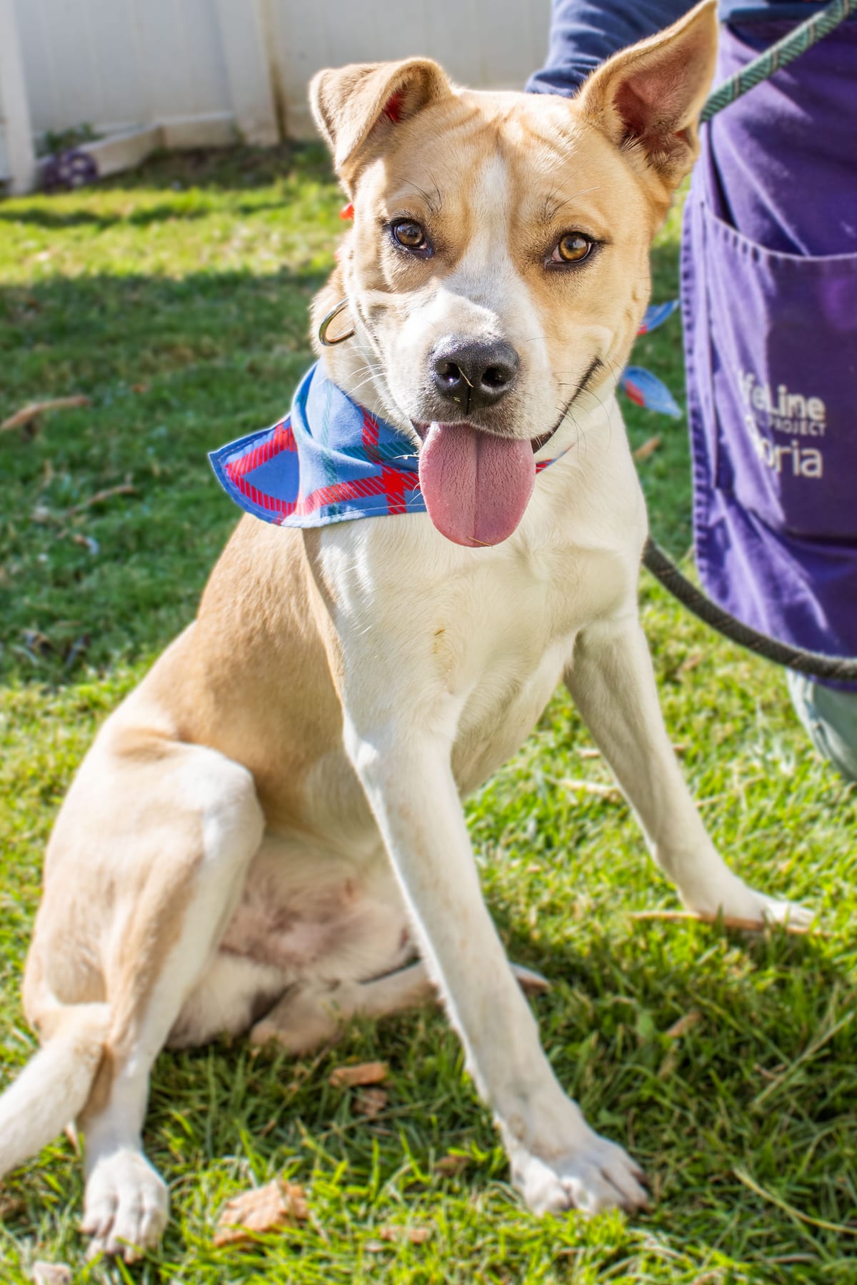 Photo of Kyle - IN FOSTER, adoptable dog in Chamblee, Georgia