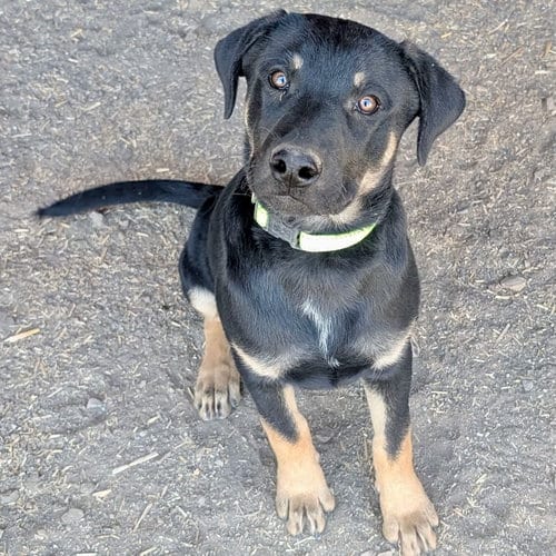 Photo of Scamp, adoptable Shepherd in Yreka, California