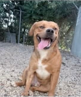 Photo of Slugger- looking for his second chance, adoptable American Pit Bull Terrier in Oakhurst, New Jersey