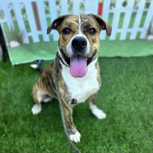 Photo of Buttons, adoptable American Pit Bull Terrier in Long Beach, California