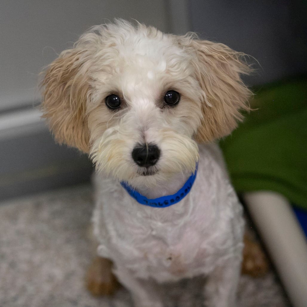 Photo of Brady (S26-147), adoptable Coton De Tulear / Poodle, Miniature in Colorado Springs, Colorado