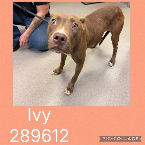 Photo of Lexie, adoptable Pit Bull Terrier in Macon, Georgia