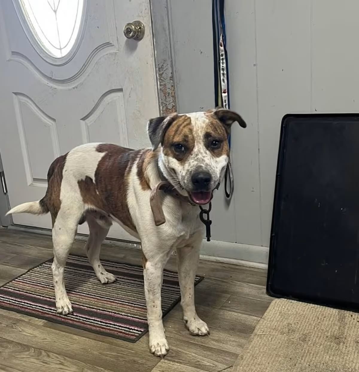 Photo of Sammy, adoptable Mixed Breed (Large)/Mixed Breed (Medium) in Madison, Florida