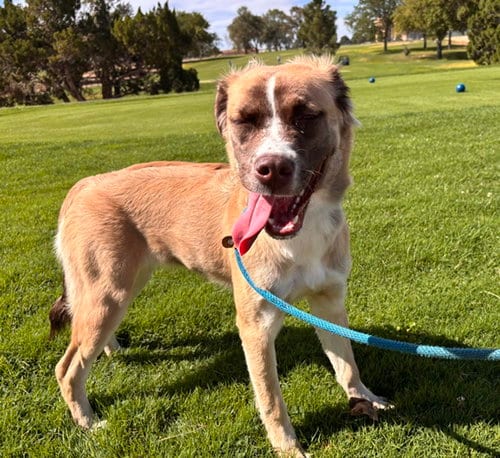 Photo of Angel, adoptable Siberian Husky in Albuquerque, New Mexico