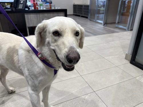 Photo of Snow, adoptable Labrador Retriever in Garland, Texas