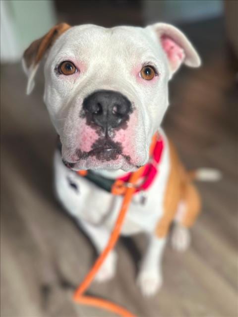 Photo of Gunner, adoptable Pit Bull Terrier in Woodland, California