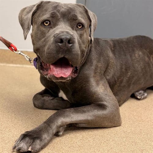 Photo of Coraline, adoptable Cane Corso Mastiff in Aurora, Colorado