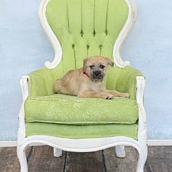 Photo of Griff, adoptable Brussels Griffon in Wethersfield, Connecticut