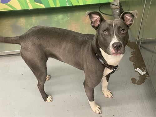 Photo of Presley, adoptable Pit Bull Terrier in Waco, Texas