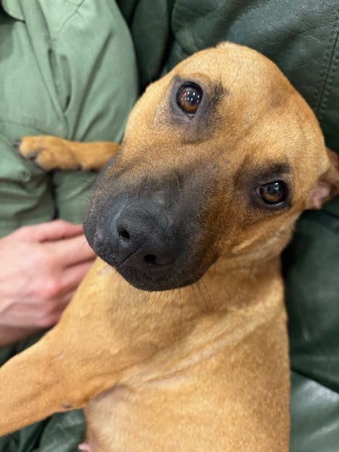 Photo of Amber, adoptable Pit Bull Terrier in Princeton, Minnesota