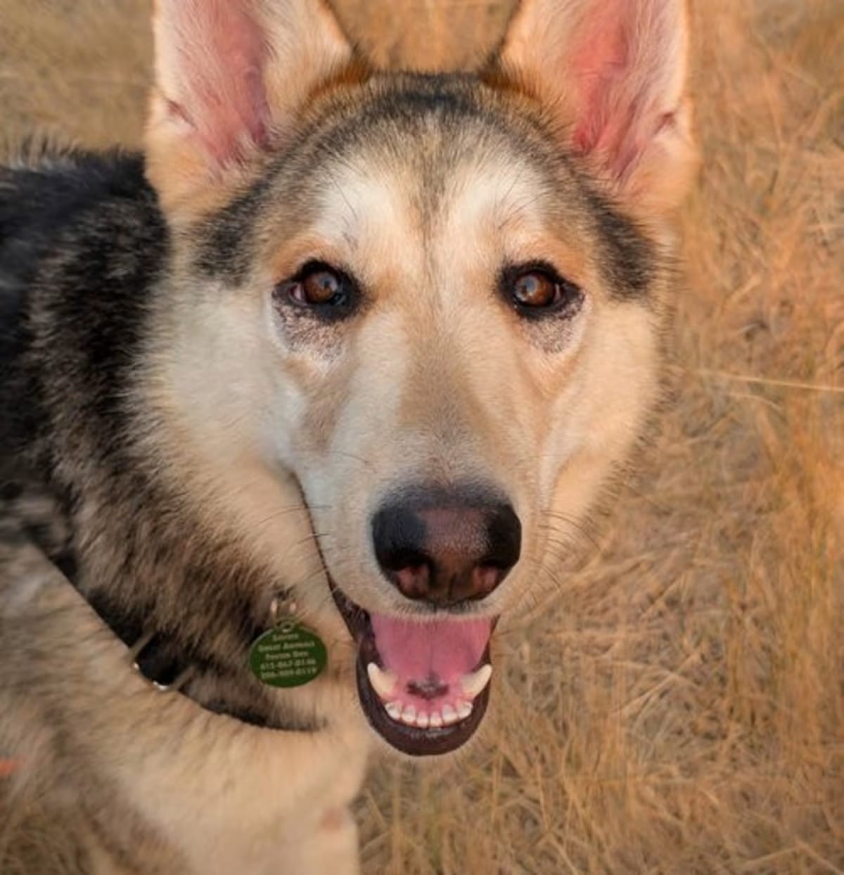 Photo of Sandy, adoptable Shepherd (Unknown Type)/Husky in Seattle, Washington