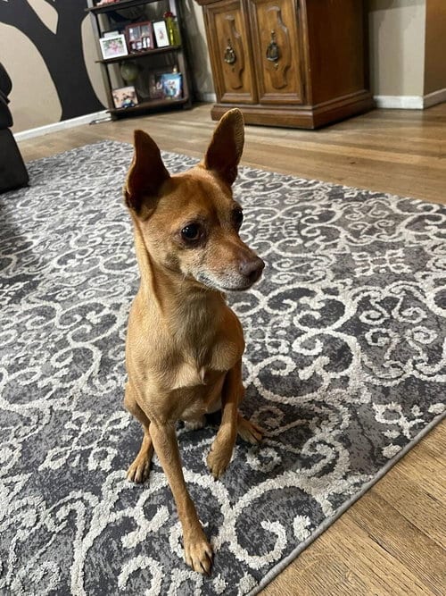 Photo of Dennis, adoptable Chihuahua in Banning, California