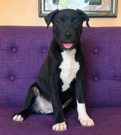Photo of Spencer Lonestar, adoptable Labrador Retriever in Rockaway, New Jersey