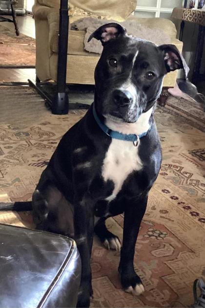 Photo of Barbara, adoptable dog in Chamblee, Georgia