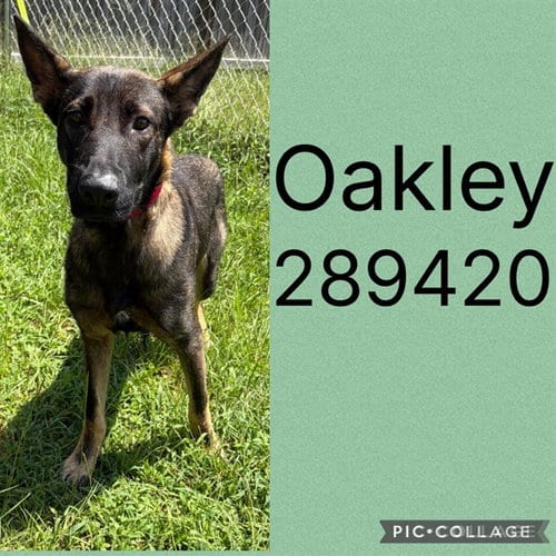 Photo of Oakley, adoptable Belgian Shepherd Malinois in Macon, Georgia