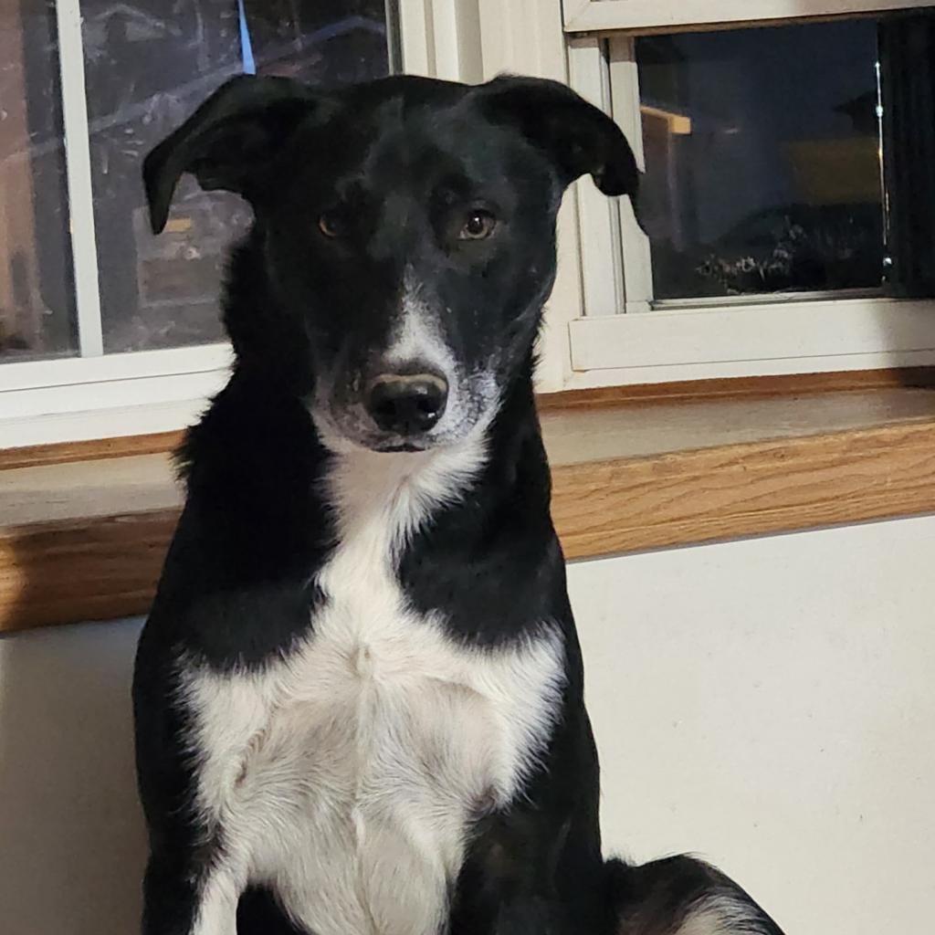 Photo of Hawn (MO State Parks litter), adoptable Mixed Breed (Medium) in St. Louis, Missouri