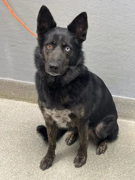 Photo of Toast, adoptable German Shepherd Dog in Las Vegas, Nevada