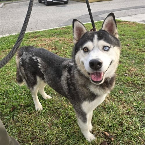 Photo of Koda, adoptable Siberian Husky in Long Beach, California