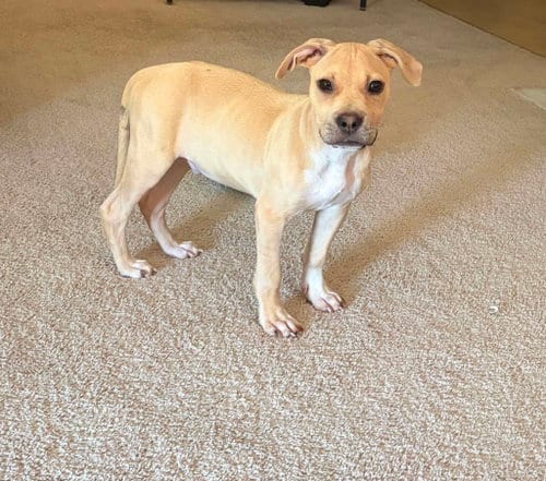 Photo of Scout, adoptable Black Mouth Cur in Holly Springs, North Carolina