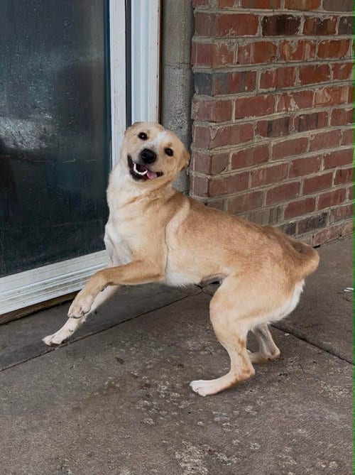 Photo of Nyla, adoptable Labrador Retriever in Thomasville, North Carolina