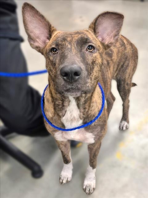 Photo of A2101517, adoptable German Shepherd Dog in Houston, Texas
