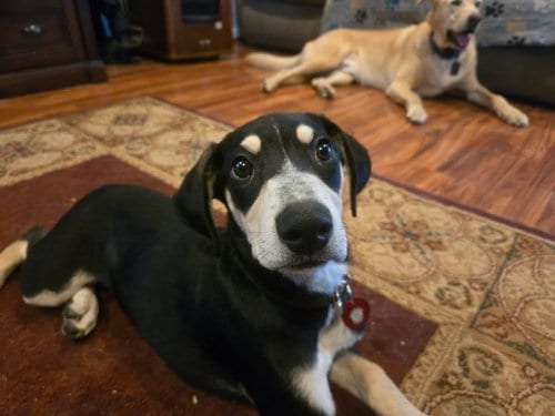 Photo of Arugula (f), adoptable Hound in Nashville, Tennessee
