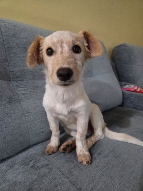 Photo of Beverly, adoptable Unknown breed (short coat) in Morganville, New Jersey