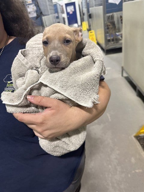 Photo of Burrito, adoptable Pit Bull Terrier in Bakersfield, California