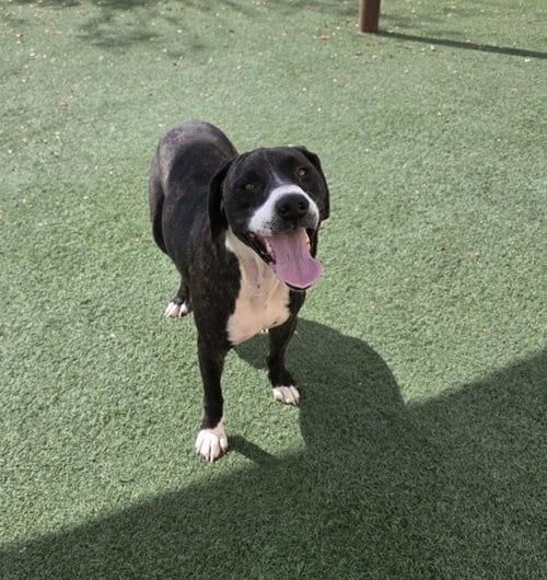 Photo of Gene, adoptable Plott Hound in Rockwall, Texas