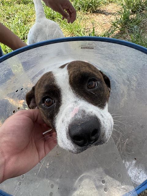 Photo of Honey Dew, adoptable Staffordshire Bull Terrier in Houston, Texas