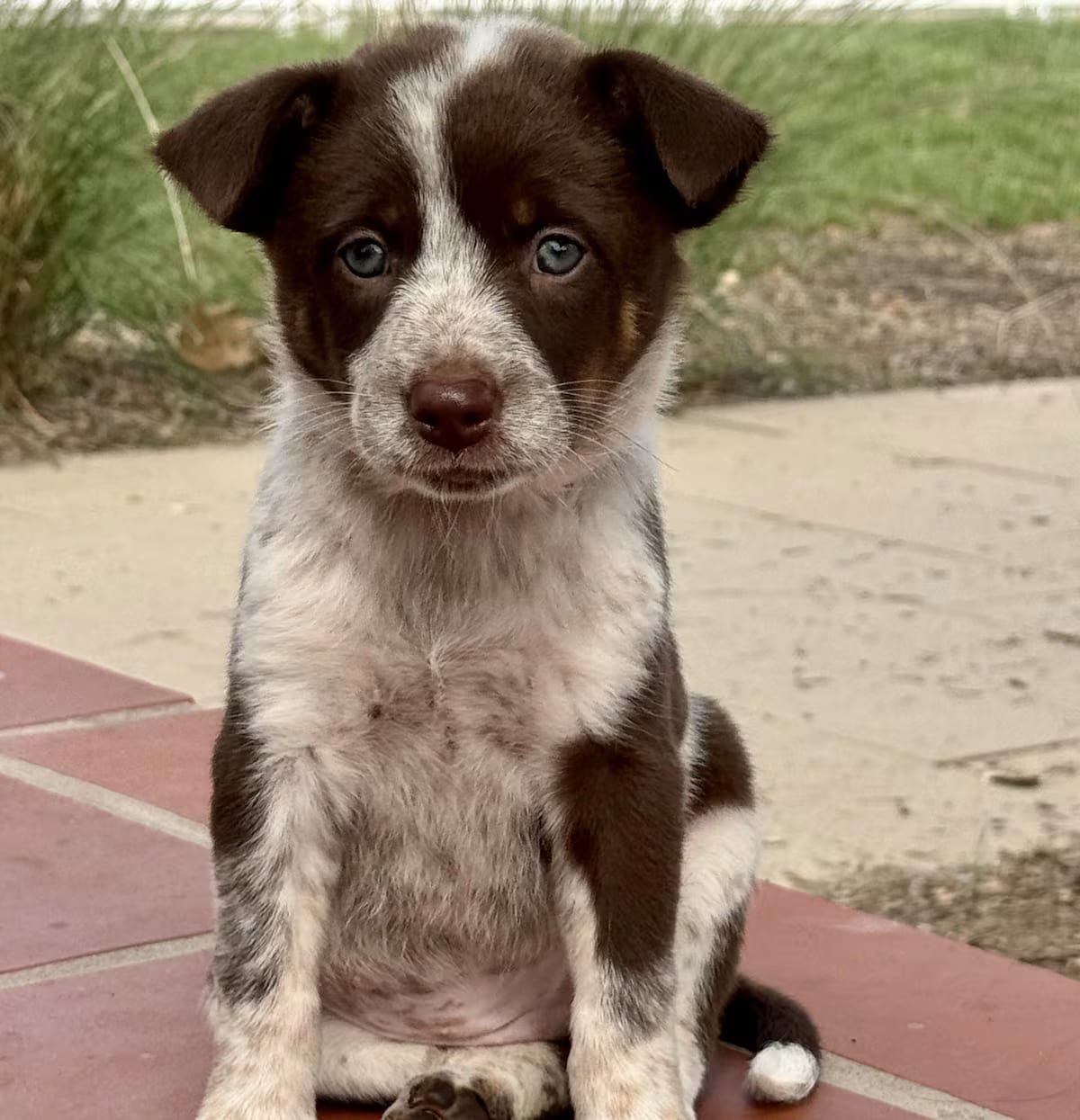 Photo of Alabama, adoptable Blue Heeler in Valley Glen, California