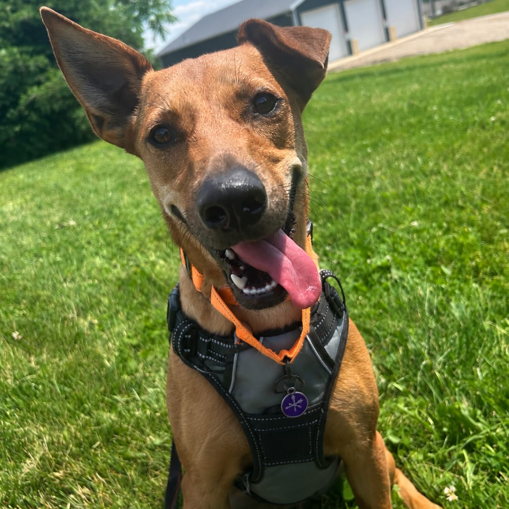 Photo of Mikki, adoptable Pinscher, Miniature / Terrier in Zanesville, Ohio
