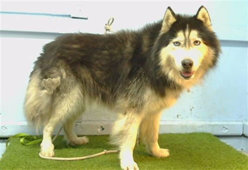 Photo of Coal, adoptable Alaskan Malamute in Gardena, California