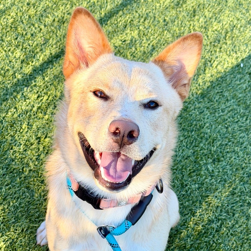 Photo of Dingo, adoptable Mixed Breed (Medium) in Dayton, Ohio
