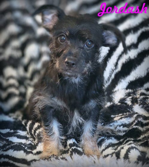 Photo of Jordash, adoptable Miniature Schnauzer in Chino Hills, California