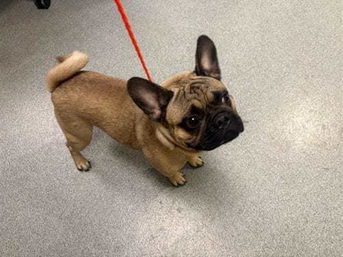 Photo of Punchie, adoptable French Bulldog in Orange, California