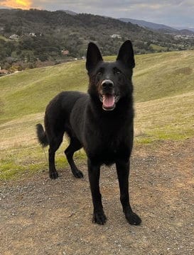 Photo of Ranger D7500 (Argus), adoptable German Shepherd Dog in Fremont, California