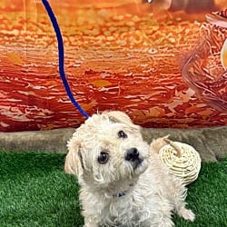 Photo of Lady, adoptable Poodle (Standard) in Porterville, California