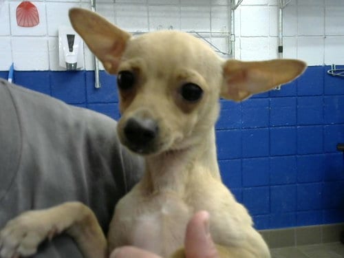 Photo of Cheech, adoptable Chihuahua in Albuquerque, New Mexico