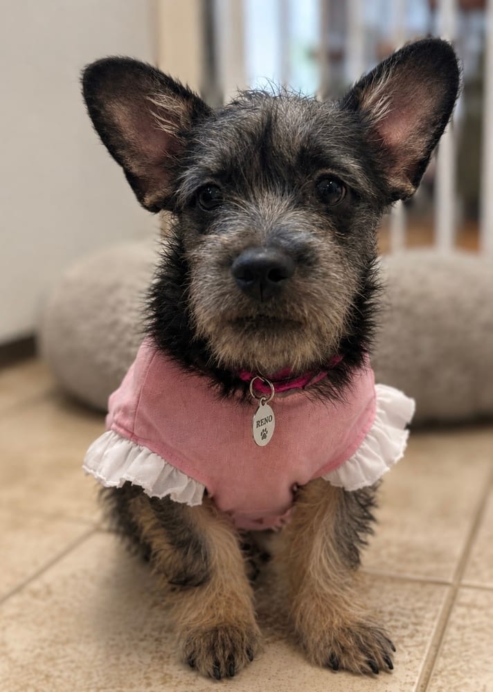 Photo of Ziggy, adoptable Miniature Dachshund in Eugene, Oregon