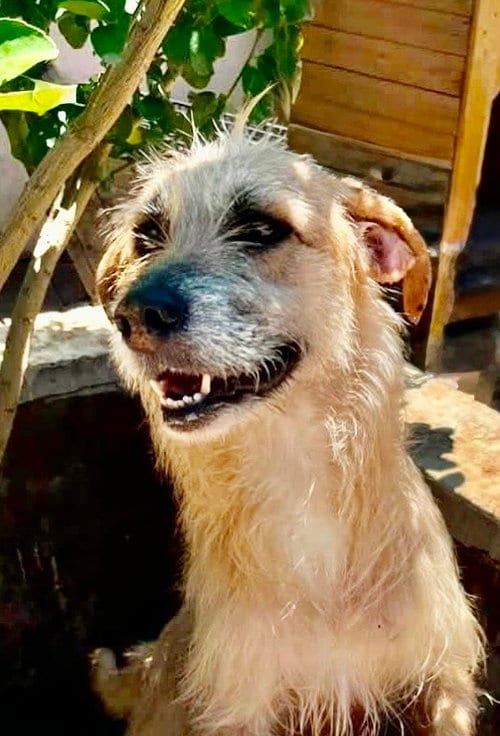 Photo of Zoe, adoptable Terrier in San Diego, California